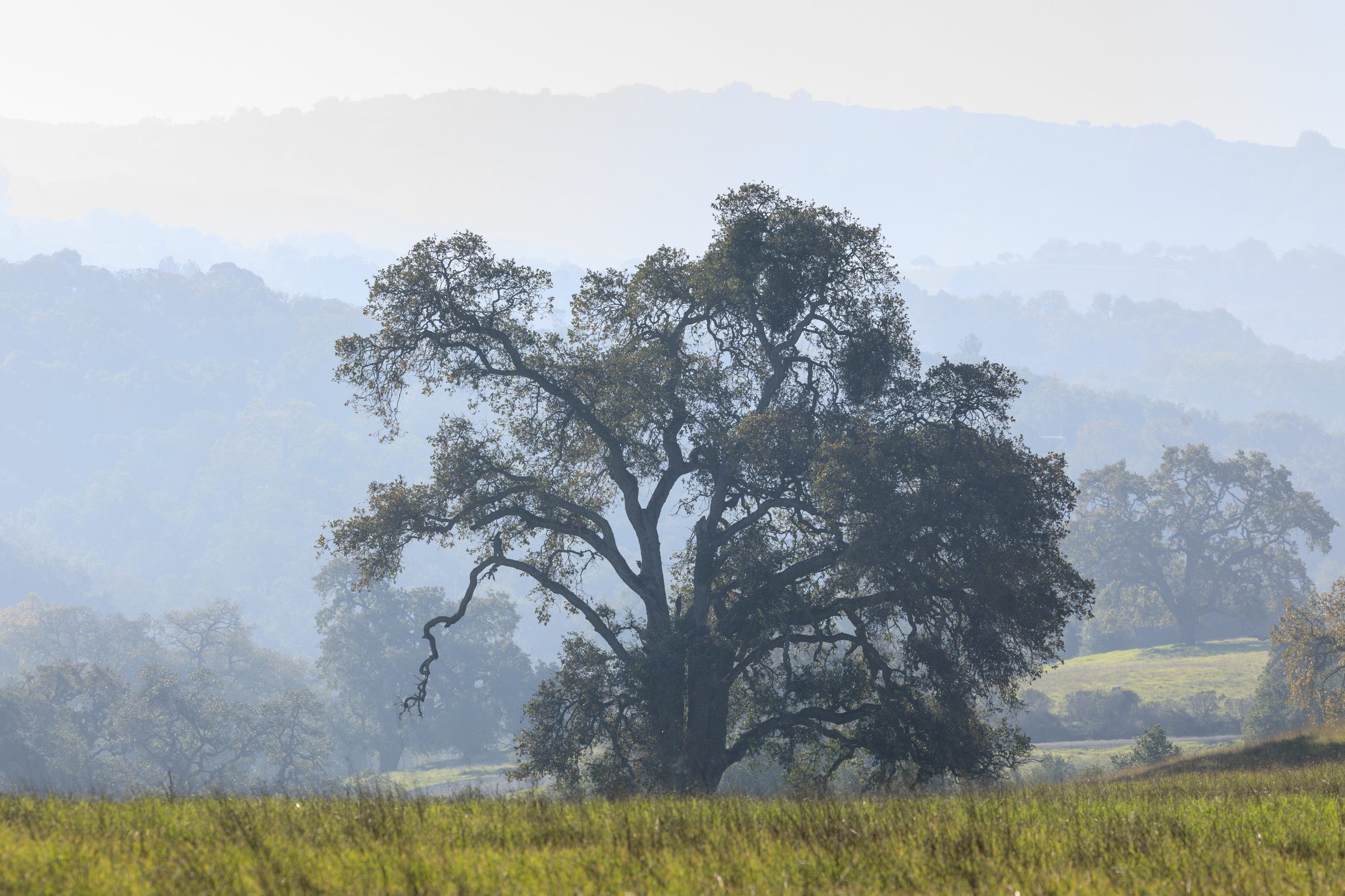 Lone tree with hills background